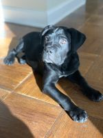 11week cane corso