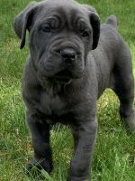 Cane corso puppies
