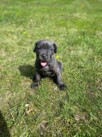 Cane corso puppies