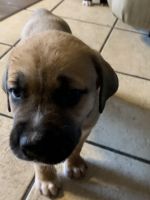 cane Corso/ Husky puppies