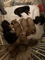 cane Corso/ Husky puppies
