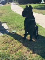 Beautiful Cane Corso for sale