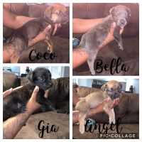 Cane corso puppies