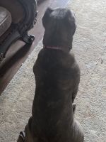 4 Month Old Cane Corso