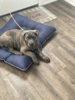 Puppy cane corso