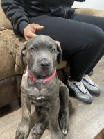 Puppy cane corso