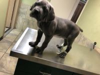 Cane corso