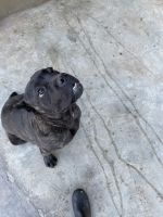 Male black brindle cane corso