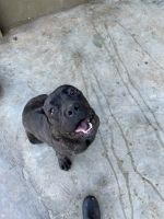 Male black brindle cane corso