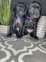 Adorable cane Corso puppies