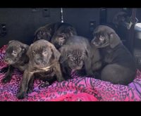 Adorable cane Corso puppies