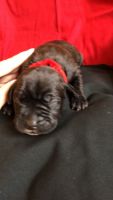 Cane Corso / Neapolitan puppies