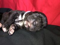 Cane Corso / Neapolitan puppies
