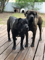 Cane Corso / Neapolitan puppies