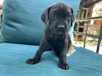 Cutest cane corso’s