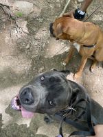 Cane Corxer (rare designer Hybrid)