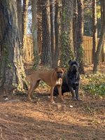 Cane Corxer (rare designer Hybrid)