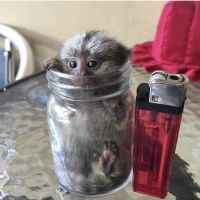 Marmocet and capuchin monkeys available