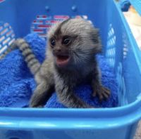 Marmocet and capuchin monkeys available