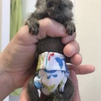 Marmocet and capuchin monkeys available