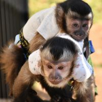 Kapuziner-Affe Tiere Photos
