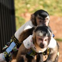 Kapuziner-Affe Tiere Photos