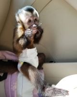 Cute Little Female Capuchin