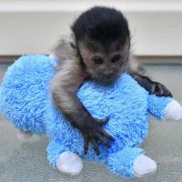 CAPUCHIN MONKEYS AVAILABLE TEXT @***) ***-***4