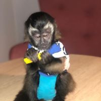 Enchanting Male and Female capuchin monkeys For Sale.