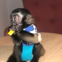Enchanting Male and Female capuchin monkeys For Sale.