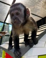 Capuchins Monkey Animals for sale in Chicago, IL, USA. price: $800