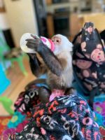 Capuchins Monkey Animals for sale in Florence, KY, USA. price: $1,250