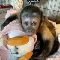 Capuchins Monkey Animals for sale in 276 N Flanagin Ln, Fayetteville, AR 72704, USA. price: NA