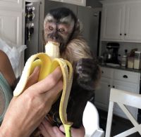 Capuchin monkey