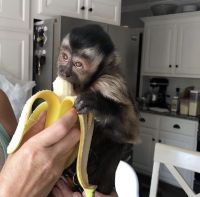 Capuchin monkey