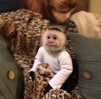 Capuchins Monkey Animals for sale in Birmingham, AL, USA. price: NA