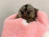 Capuchins Monkey Animals for sale in Chicago, IL, USA. price: $700