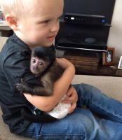 Capuchins Monkey Animals for sale in Virginia Beach, VA, USA. price: $1,000