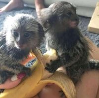 Capuchins Monkey Animals for sale in Los Angeles, CA, USA. price: $610