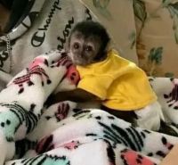 Registered Capuchin Monkeys Available