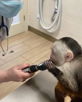 Precious Capuchin Monkey