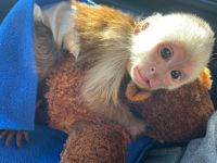 Precious Capuchin Monkey
