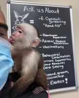 Precious Capuchin Monkey