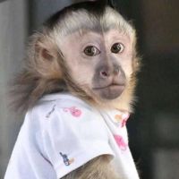 Adorable Capuchin Monkey