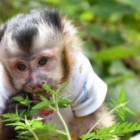 Adorable Capuchin Monkey