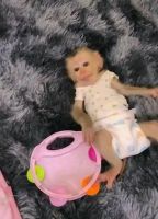 Capuchin monkey for sale