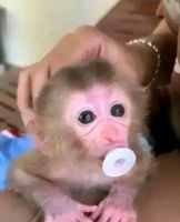 Capuchins Monkey Animals for sale in Allerford Grove, Gilwern, Abergavenny NP7 0RP, UK. price: 450 GBP