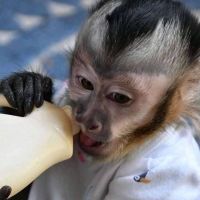 Beautiful Healthy Capuchin Monkey