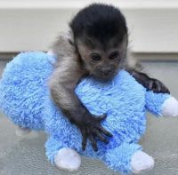 Capuchins Monkey Animals for sale in King, Ontario. price: $1,500