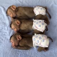 Capuchins Monkey Animals Photos